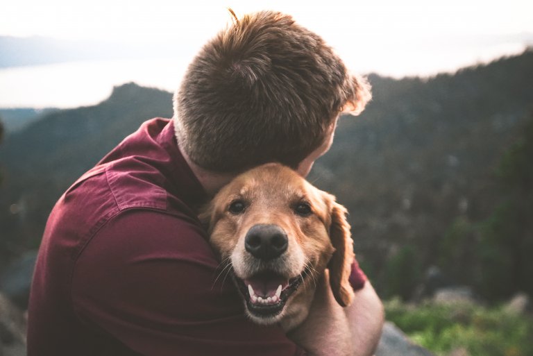 The benefits of organic dog treats and food