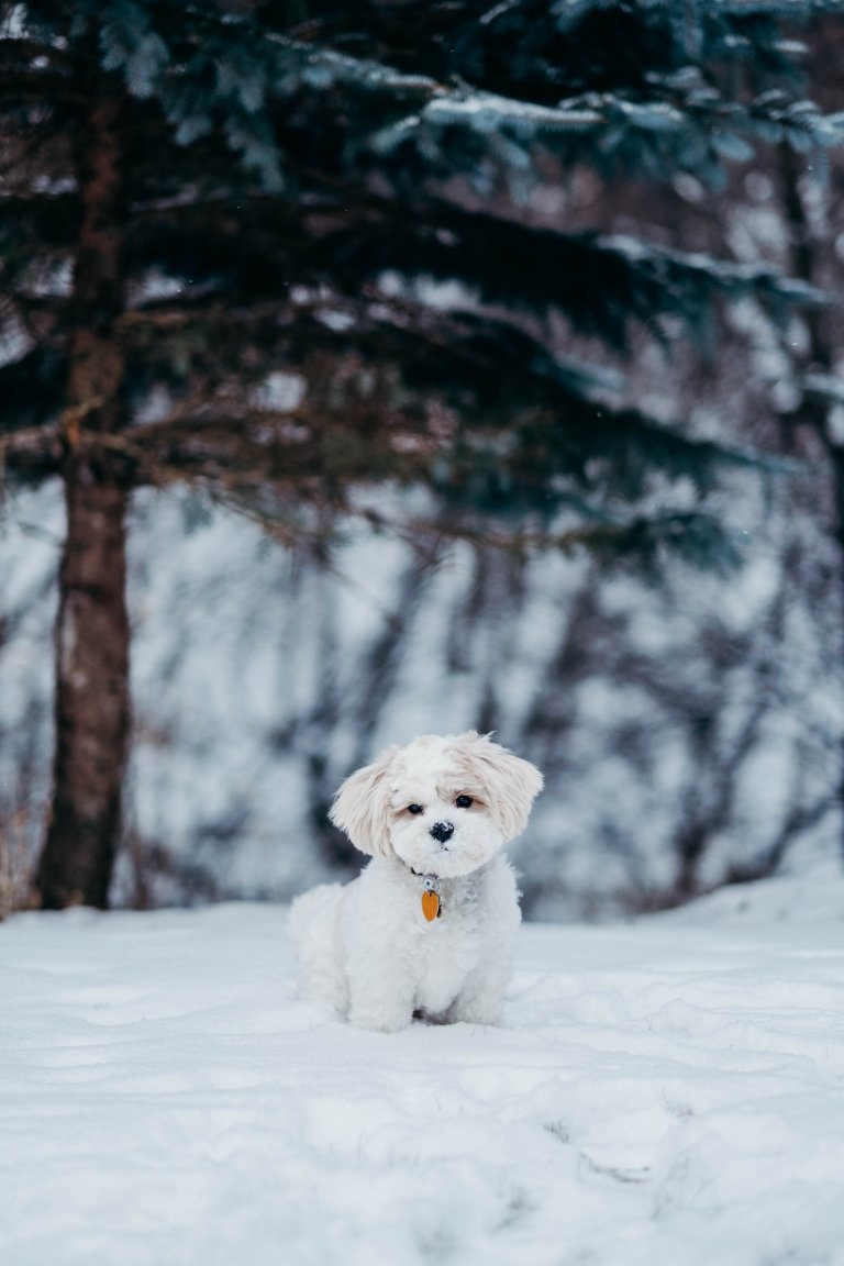 Choosing the best dog treats