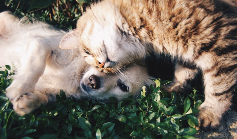 Dog treats for all dogs