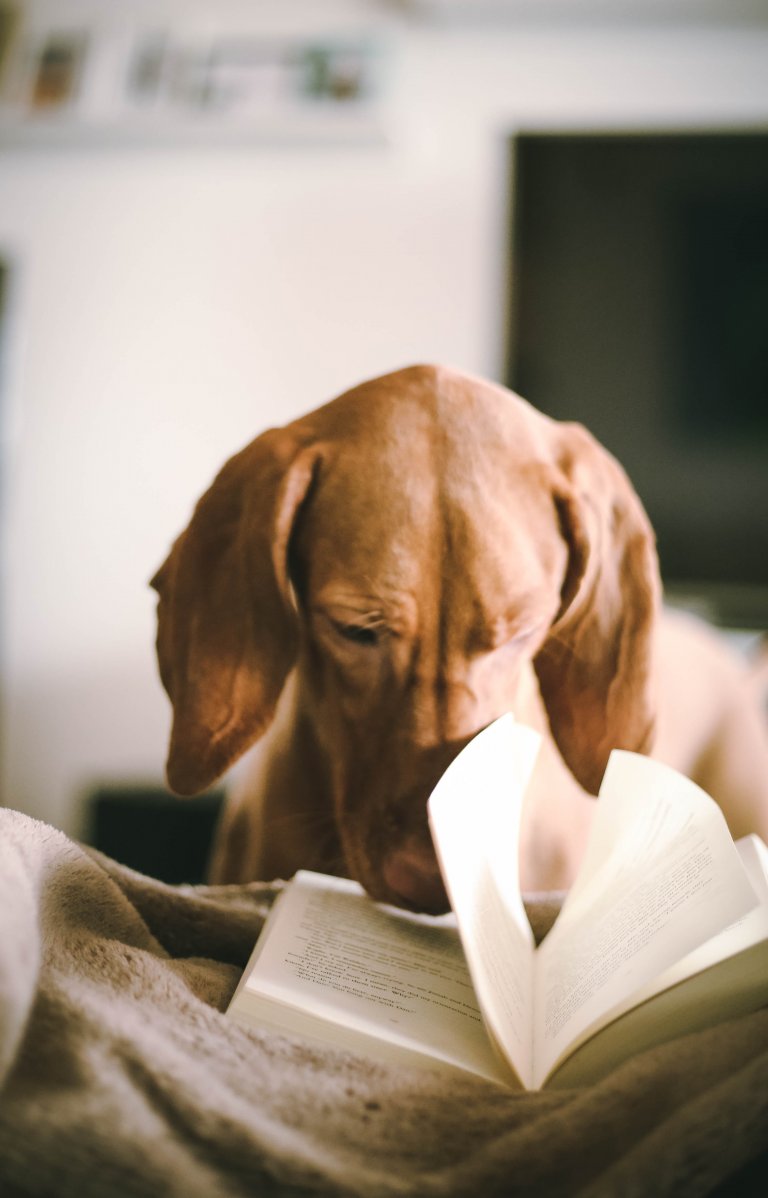 Love your dog with dog treats